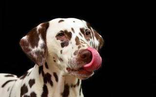 Почему ваша собака постоянно облизывается и сглатывает слюну. Почему собаки лижут лицо