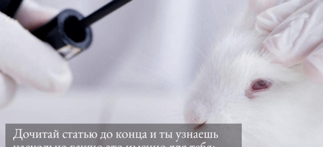 Продукция не испытанные на животных. Как именно тестируют косметику и бытовую химию на животных. Испытания на животных