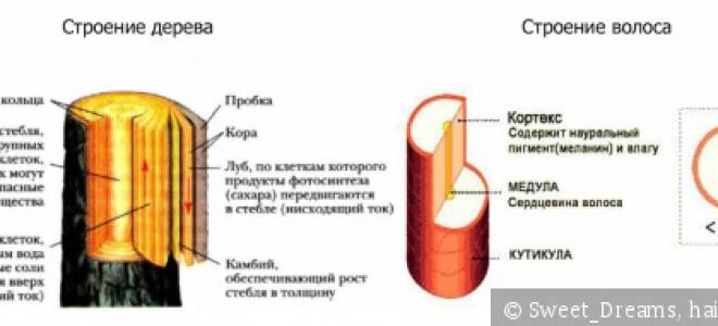 Как узнать свой тип волос тест. Самые частые причины излишней засаленности такие. Тест для определения типа волос