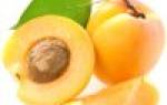 Здоровье и красоту вернуть поможет масло абрикосовых косточек. Опасные свойства масла абрикосовых косточек. Абрикосовое масло для волос