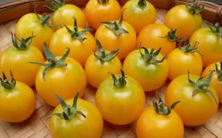 Можно ли протирать лицо помидорами каждый день. Польза томатного сока для лица, свойства и применение. Маска для лица из помидоров и меда